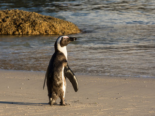 Fototapeta premium African Penguin Portrait