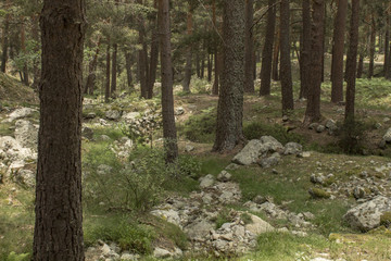 Andar por el bosque y la montaña