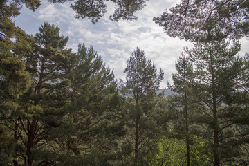 Andar por el bosque y la montaña