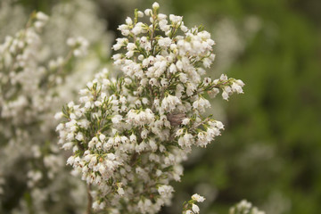 Flores campestres de la montaña