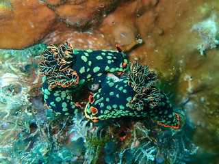 マレーシアの蛍光色のウミウシのカップル