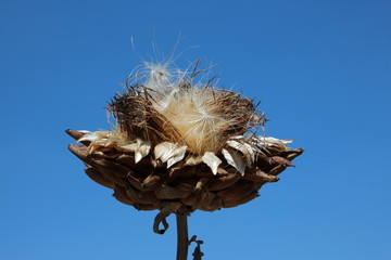 Artichaut en chardon