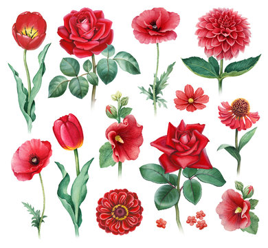 Watercolor illustrations of red flowers