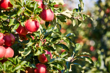 fresh red apples on a tree