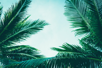 Naklejka premium Neat natural lawn palm trees vintage faded filter