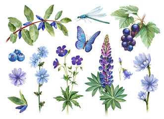  Watercolor illustrations of flowers, berries and insects