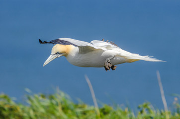 A large gannet in flight