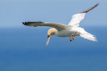 Fototapeta na wymiar A large gannet in flight