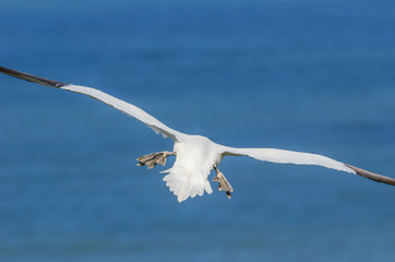 A large gannet in flight