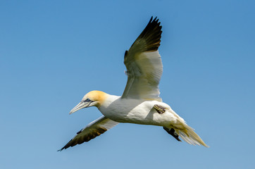 A large gannet in flight