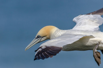 A large gannet in flight