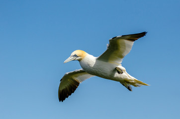 Fototapeta na wymiar A large gannet in flight