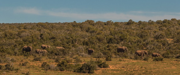 Fototapeta na wymiar African elephants roam freely in the Addo Elephant National Park in the Eastern Cape province of South Africa