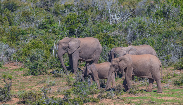 African elephants roam freely in the Addo Elephant National Park in the Eastern Cape province of South Africa