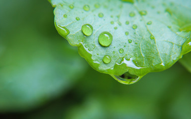 Asiatic leaf on droplet water with green fresh.