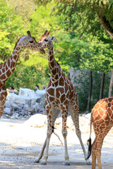 Giraffe