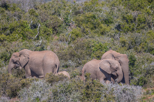 African elephants roam freely in the Addo Elephant National Park in the Eastern Cape province of South Africa