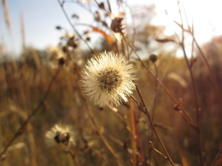 macro nature