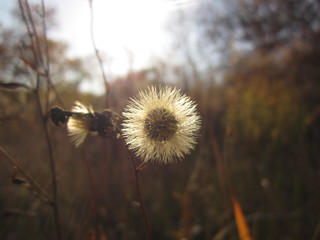 macro nature