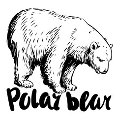 Sketch of polar bear. Hand drawn vector illustration