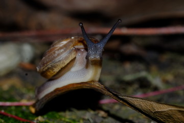 Snail 's life crawling eat some food in the garden