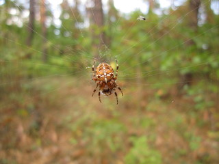 macro nature