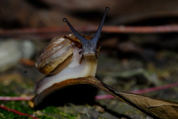 Snail 's life crawling eat some food in the garden