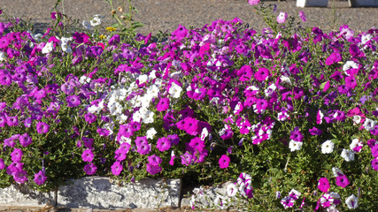 Flowers in the park alley