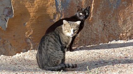 Two cats near the wall