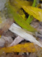 macro nature