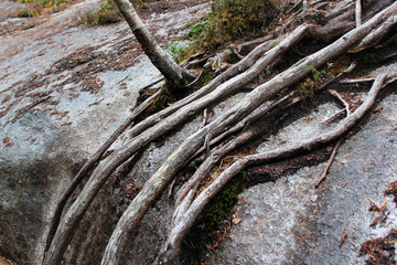 Pine tree roots on stone