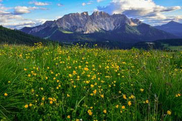 Fototapeta premium Italy Dolomites Latemar flowers