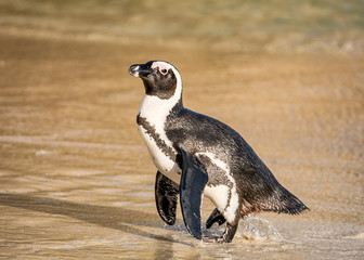 African Penguin Portrait