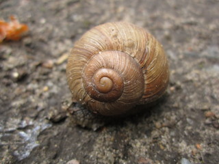 macro nature