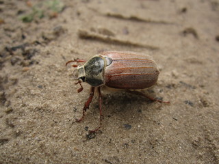 macro nature