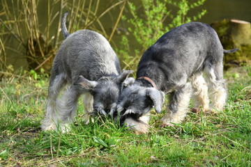 Obraz premium Two dogs sniffing