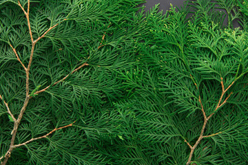Green thuja tree branches background