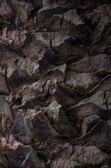 Tree texture 