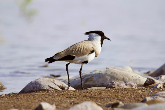 River lapwing, Vanellus duvaucelii, Chambal river, Rajasthan, India