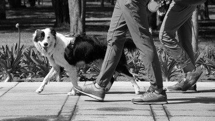 walking with the dog 