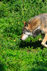 Wolf the king of the forest