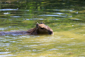 Wasserschwein