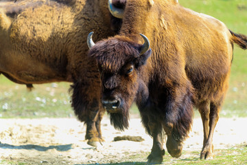 Bison
