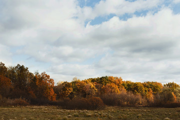 Fototapeta premium Wide panorama landscape with yellow trees