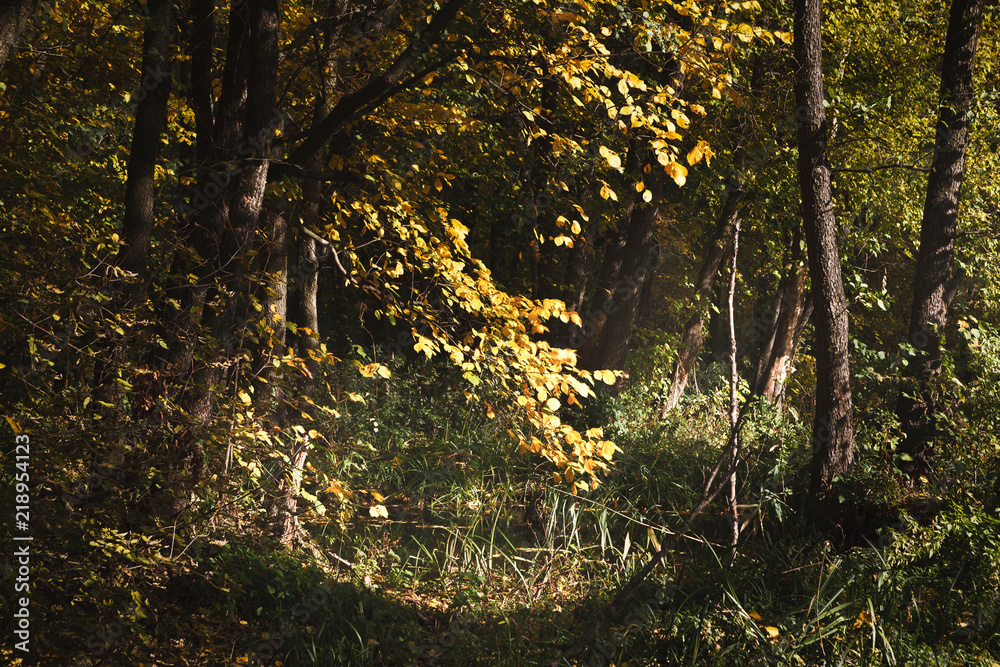 Poster Fall landscape with path through golden trees