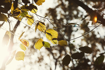 Fall backdrop. Branches of trees with autumn leaves