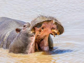 Fototapeta premium Hippopotamus