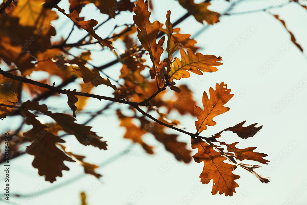 Poster Fall backdrop. Branches of trees with autumn leaves