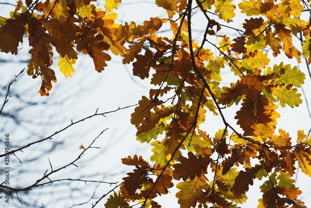 Poster Fall backdrop. Branches of trees with autumn leaves
