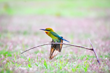 Blue-tailed bee-eater